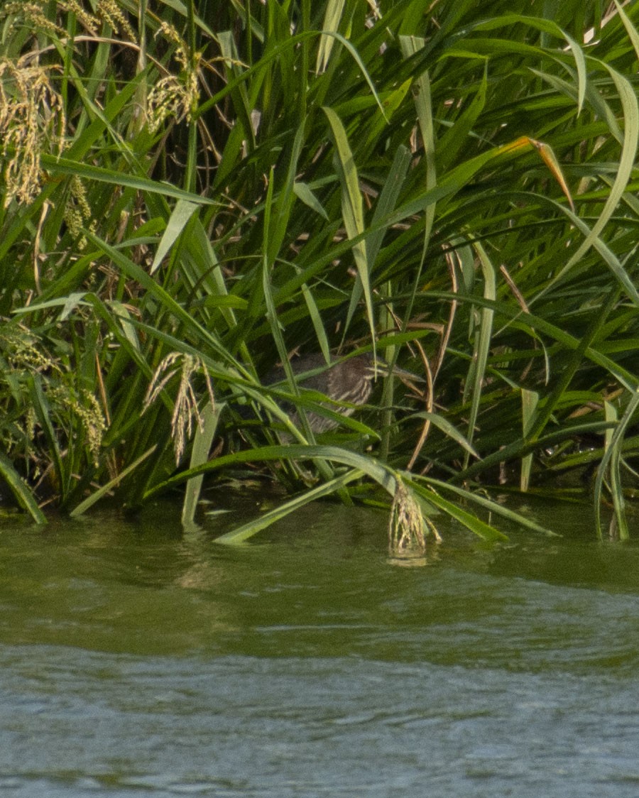 Green Heron - ML642921455