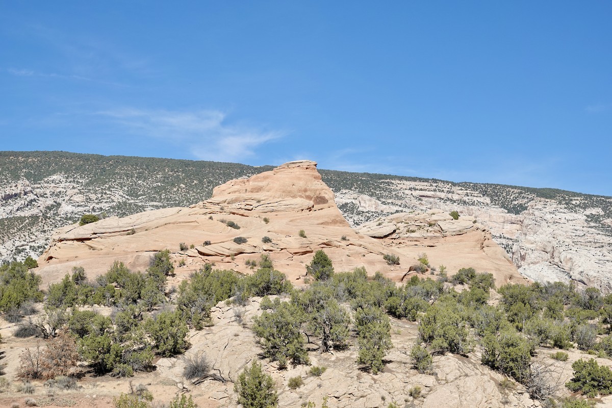 null - ML642921464