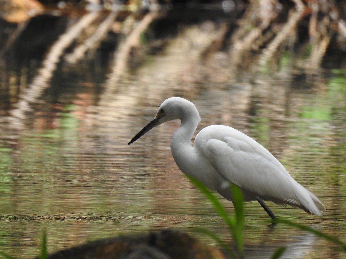 Snowy Egret - ML642921466