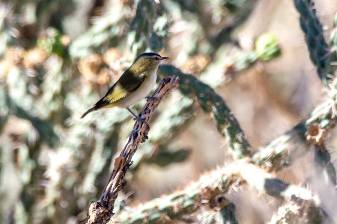 rødøyevireo - ML642921473