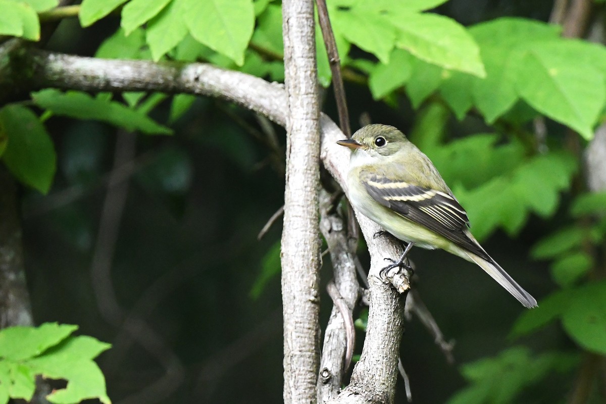 Acadian Flycatcher - ML642921476