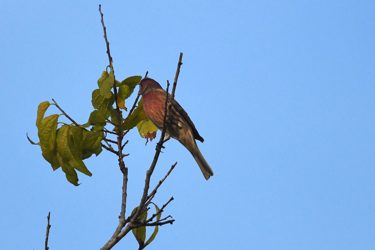 House Finch - ML642921487