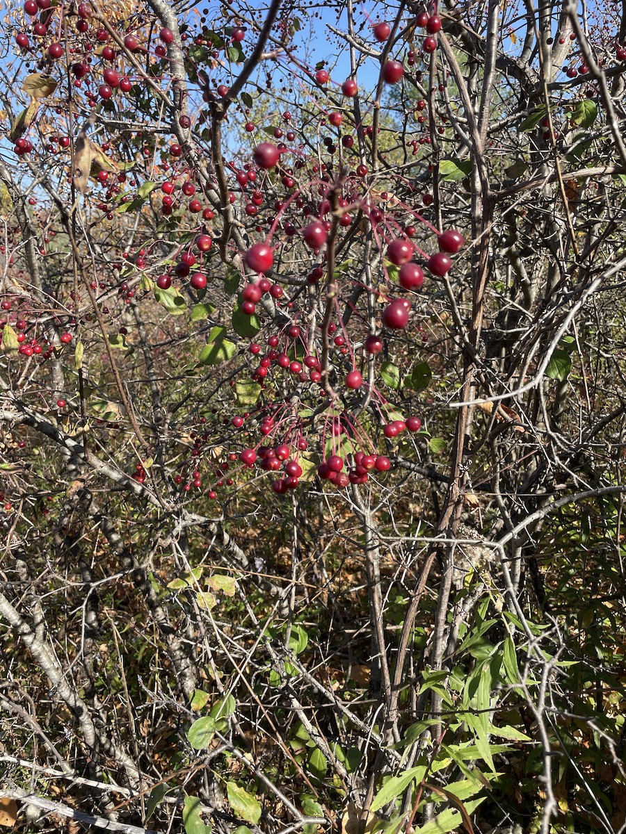null - ML642921491