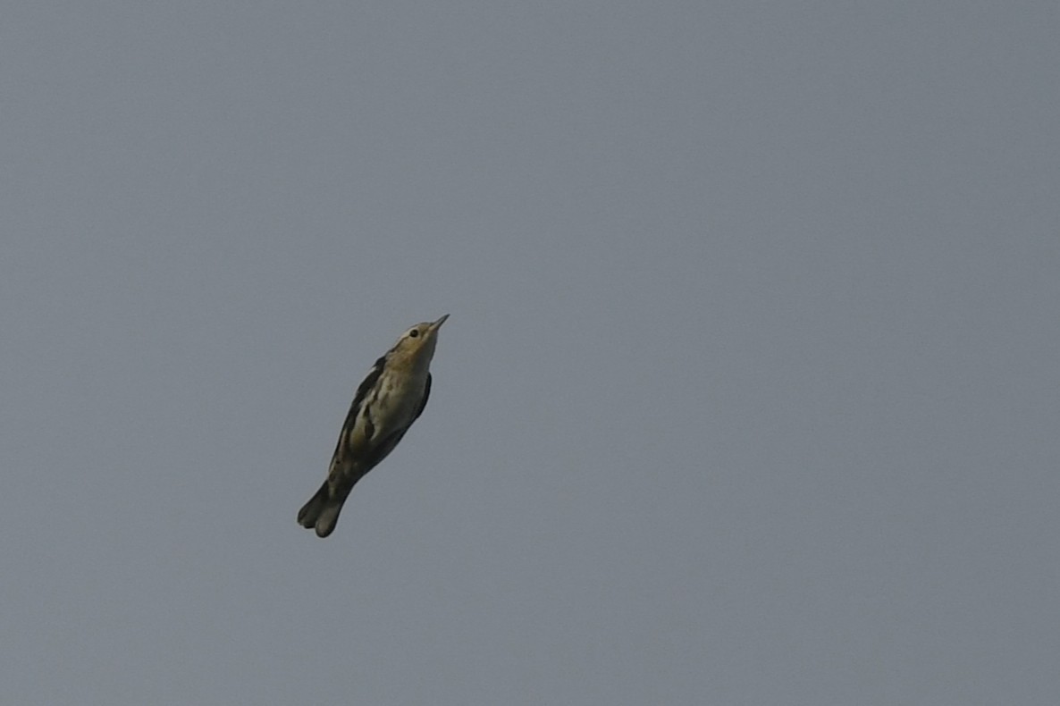 Black-and-white Warbler - ML642921499