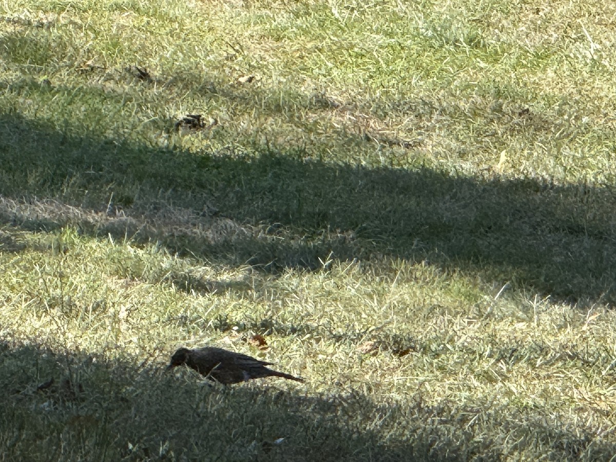 American Robin - ML642921507