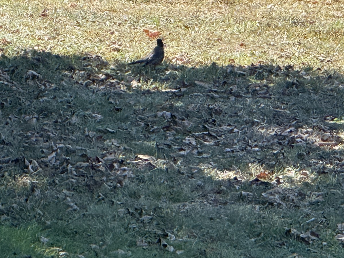 American Robin - ML642921508