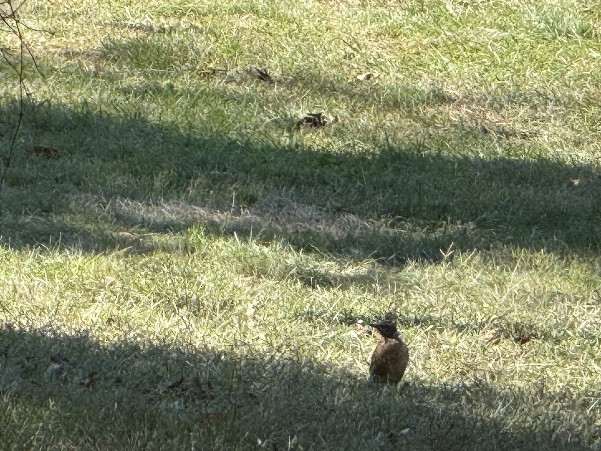 American Robin - ML642921509