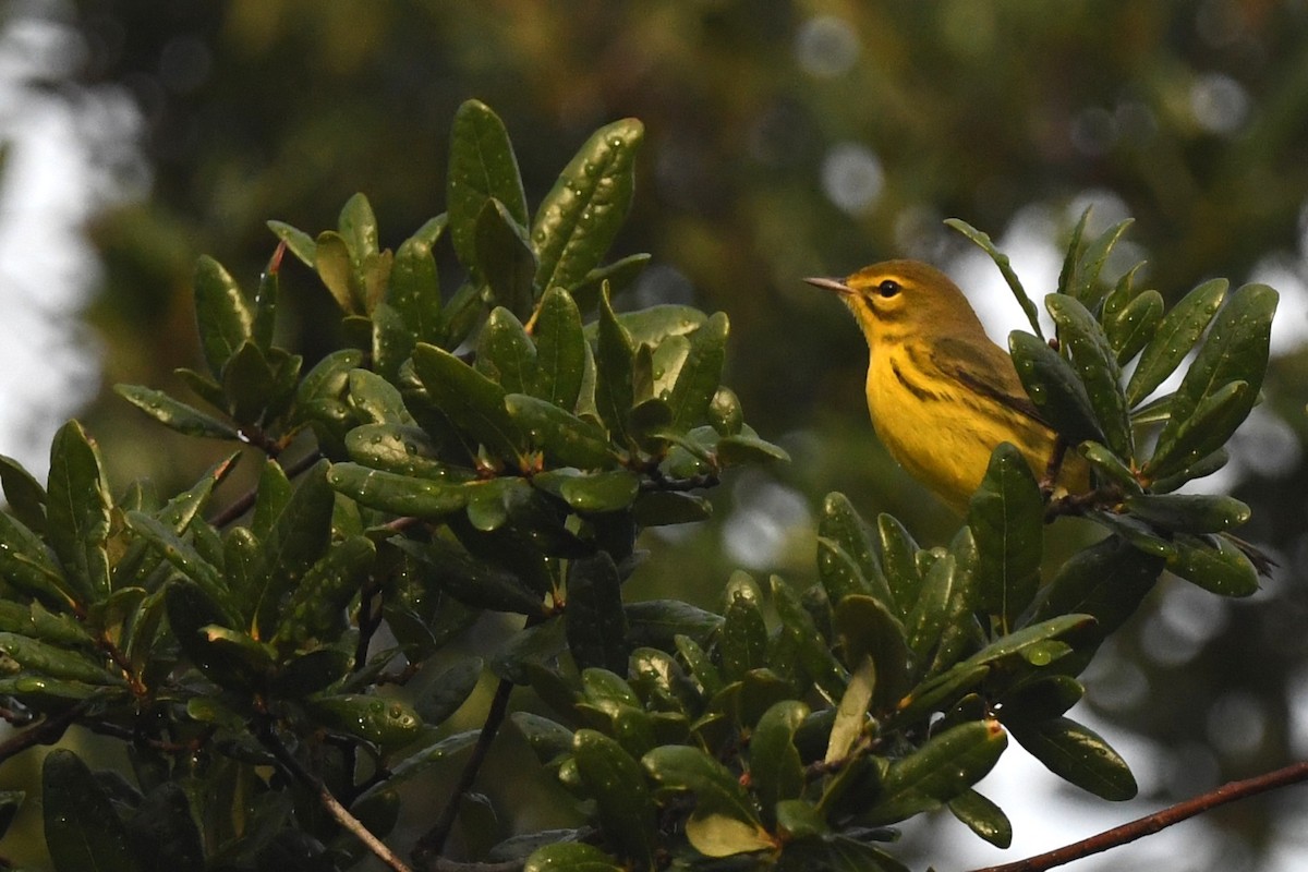 Prairie Warbler - ML642921517