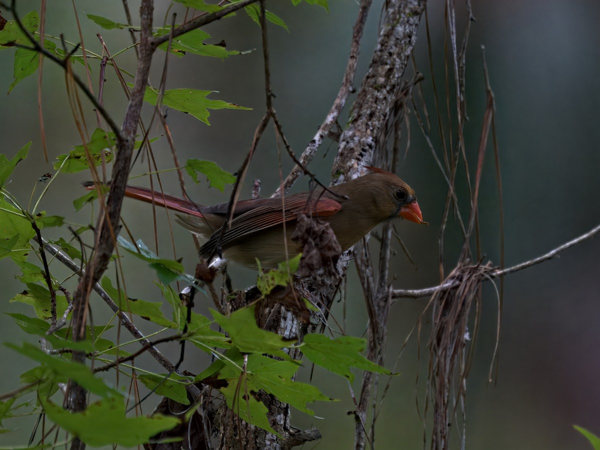 ショウジョウコウカンチョウ - ML642921531