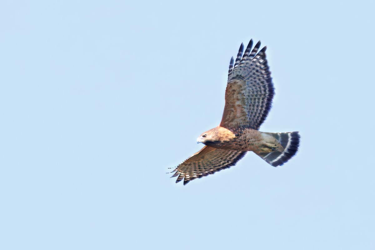 カタアカノスリ - ML642921555