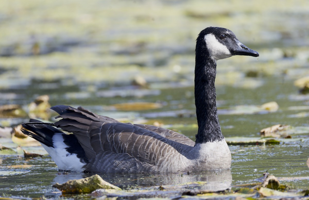 Canada Goose - ML642921564