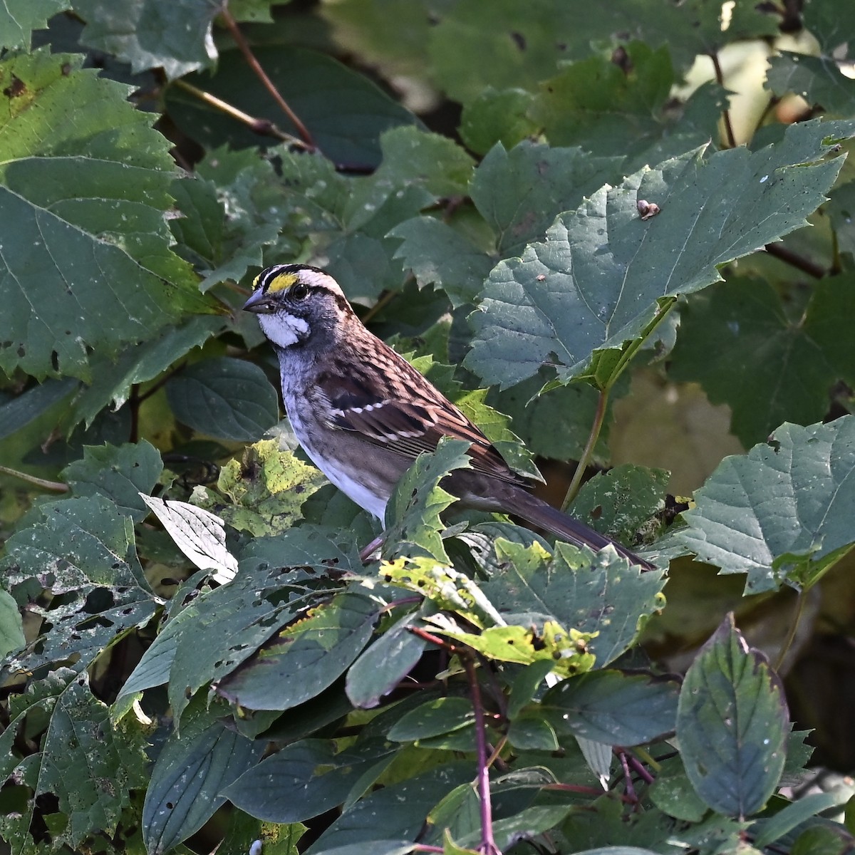 White-throated Sparrow - ML642921577