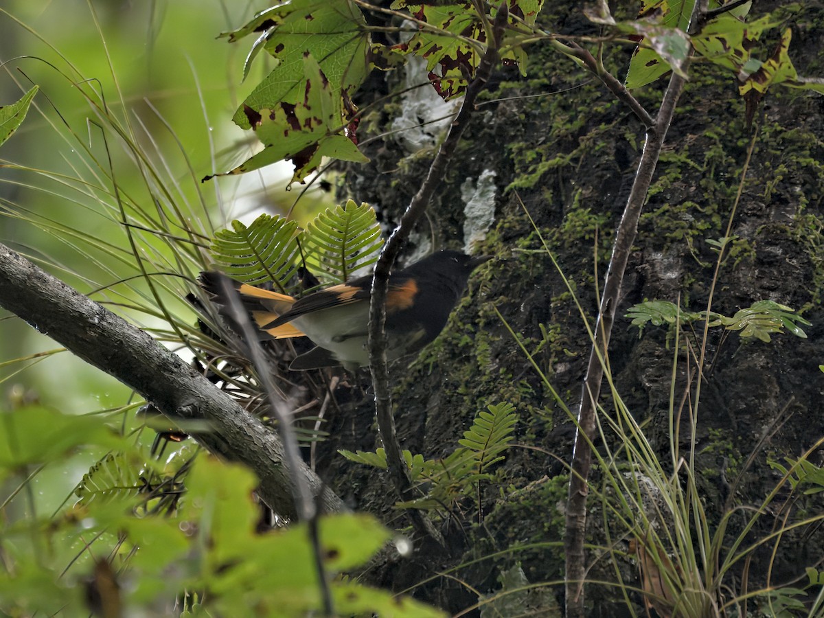 American Redstart - ML642921579
