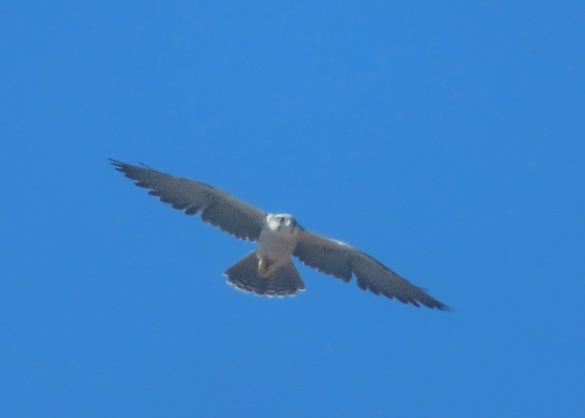 Lanner Falcon - ML642921598