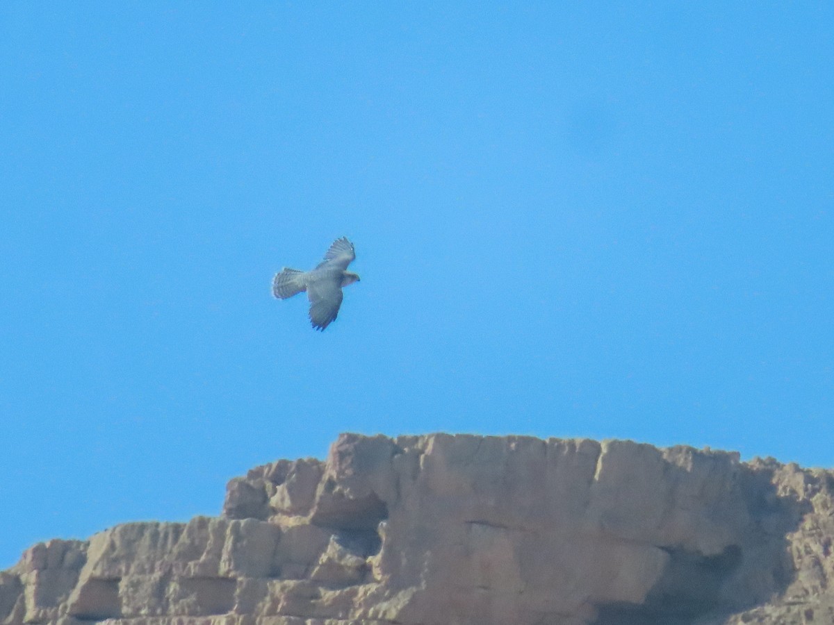 Lanner Falcon - ML642921599