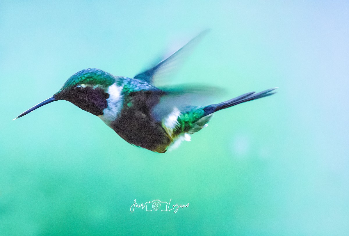 Purple-throated Woodstar - ML642921611