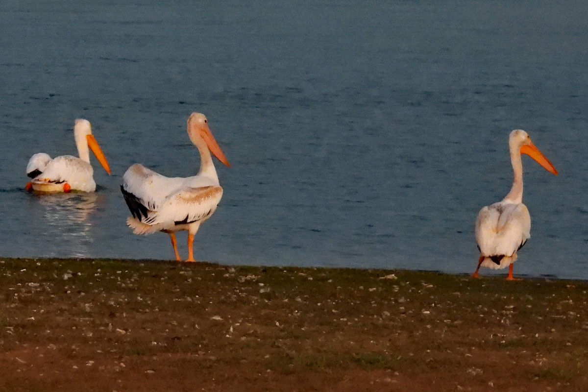 American White Pelican - ML642921620