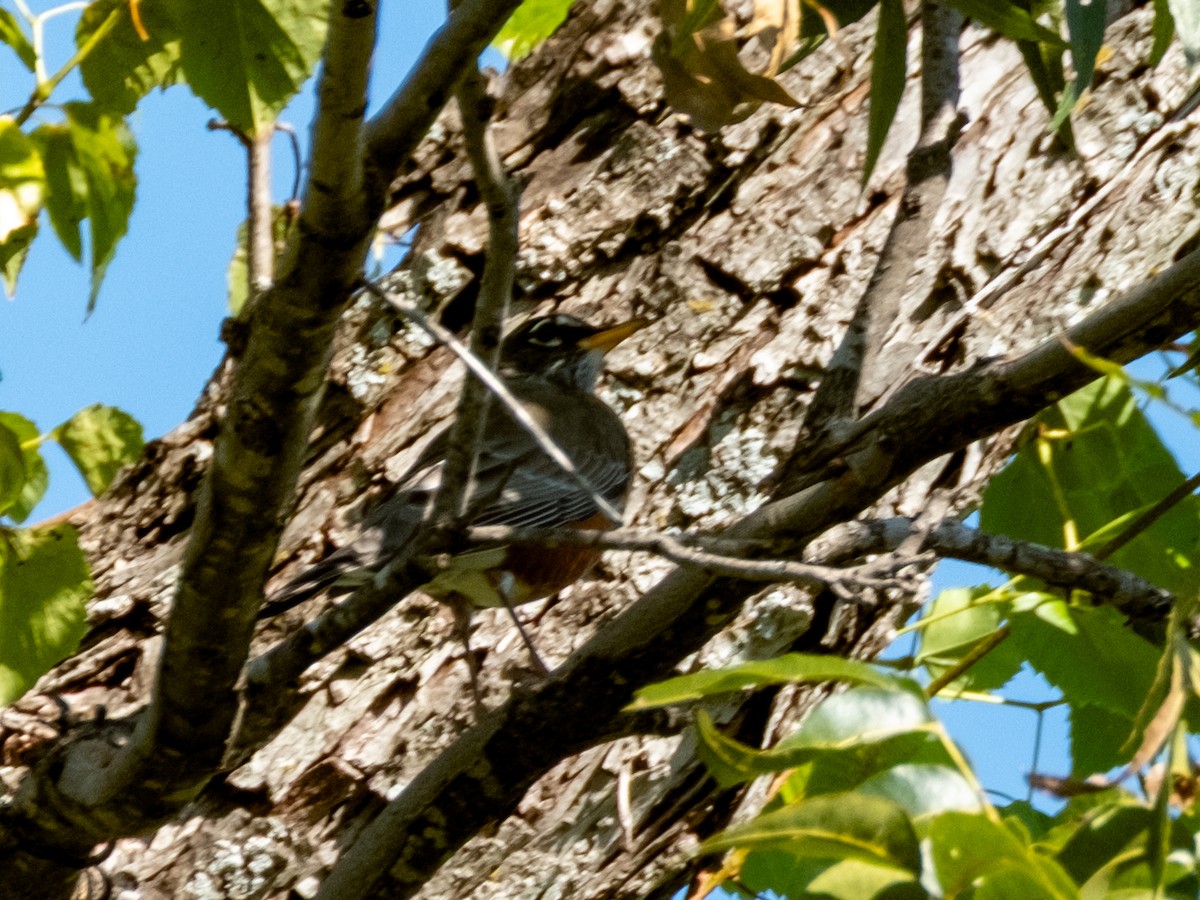 American Robin - ML642921624