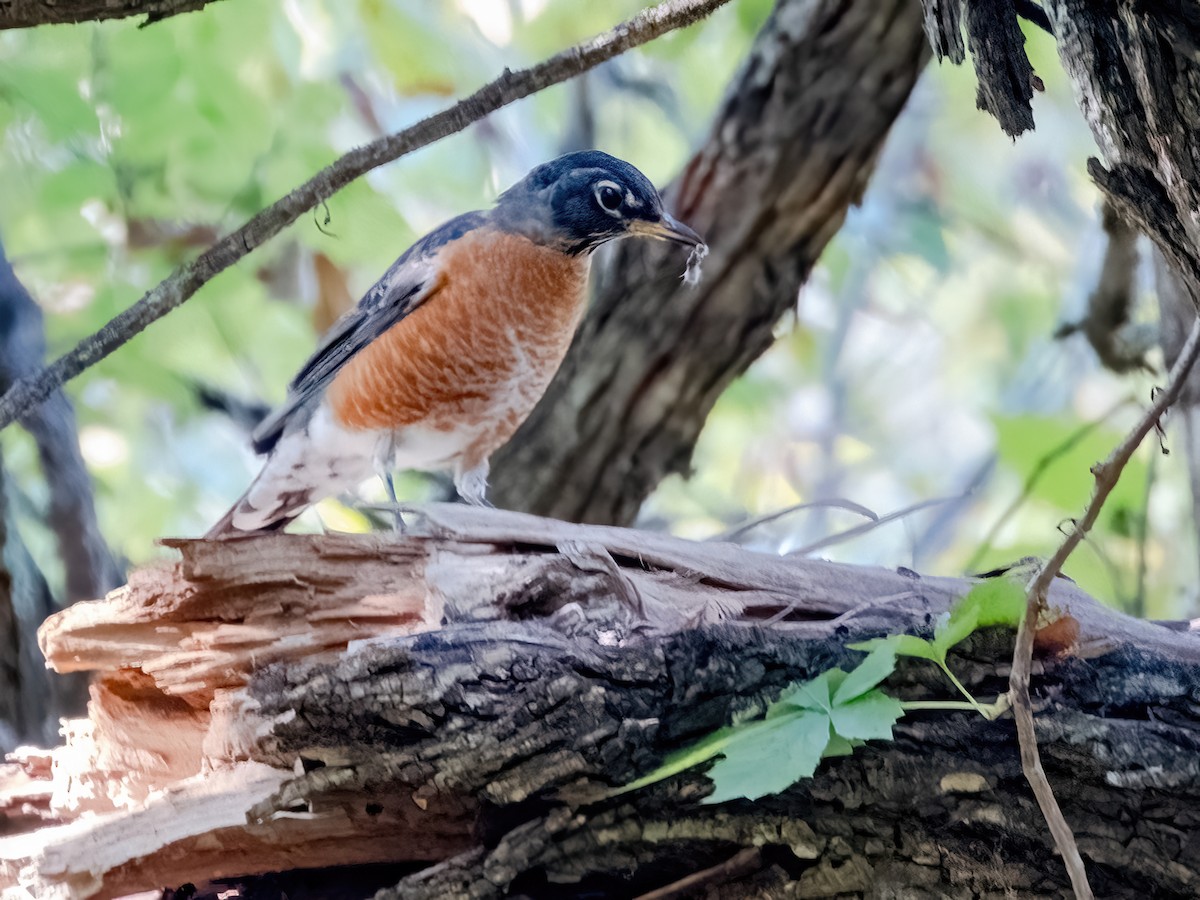American Robin - ML642921625