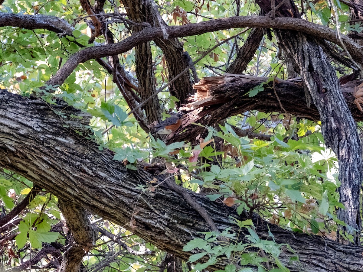 American Robin - ML642921626