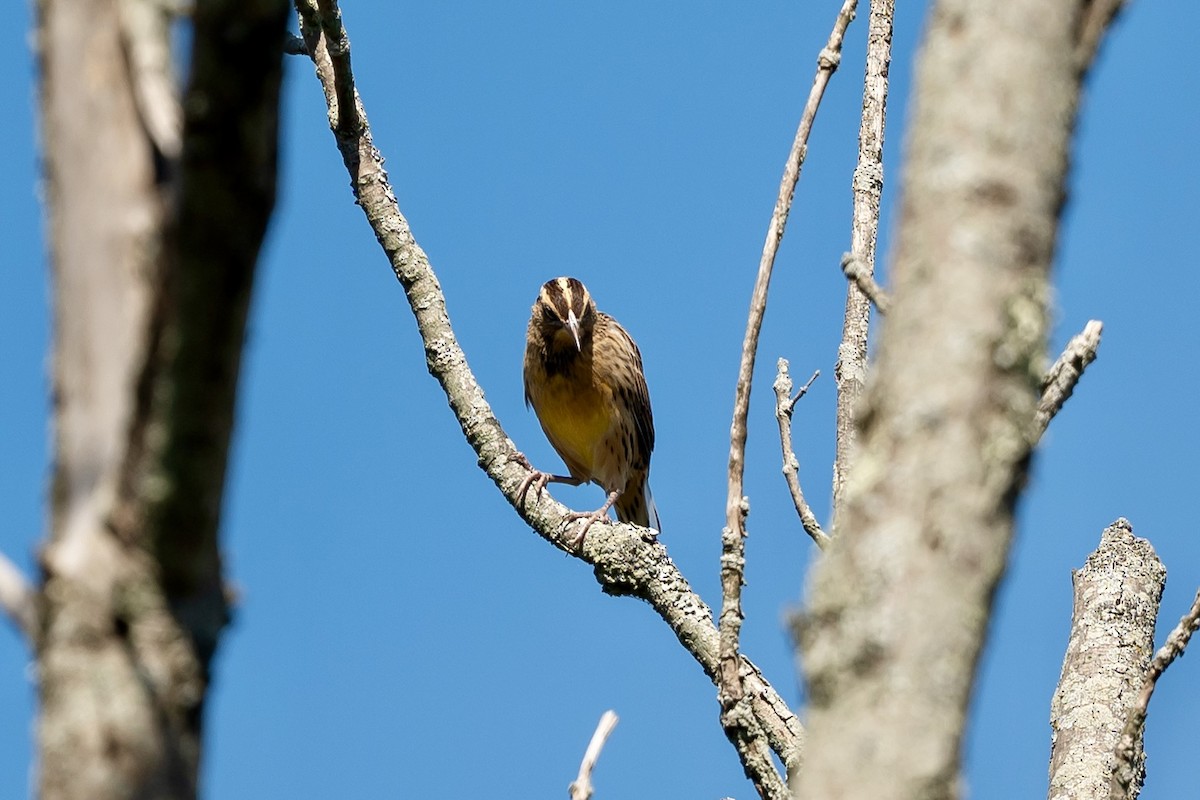 Eastern Meadowlark - ML642921629