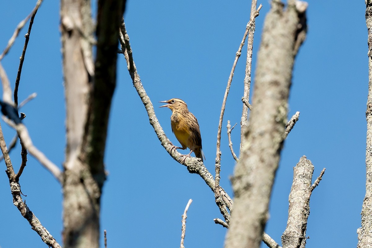 Eastern Meadowlark - ML642921630