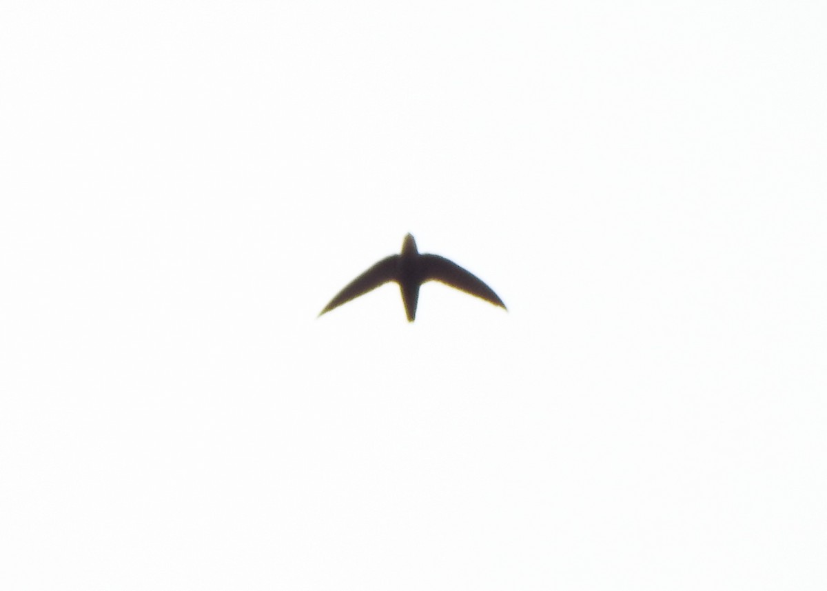 Sick's Swift - ML642921637