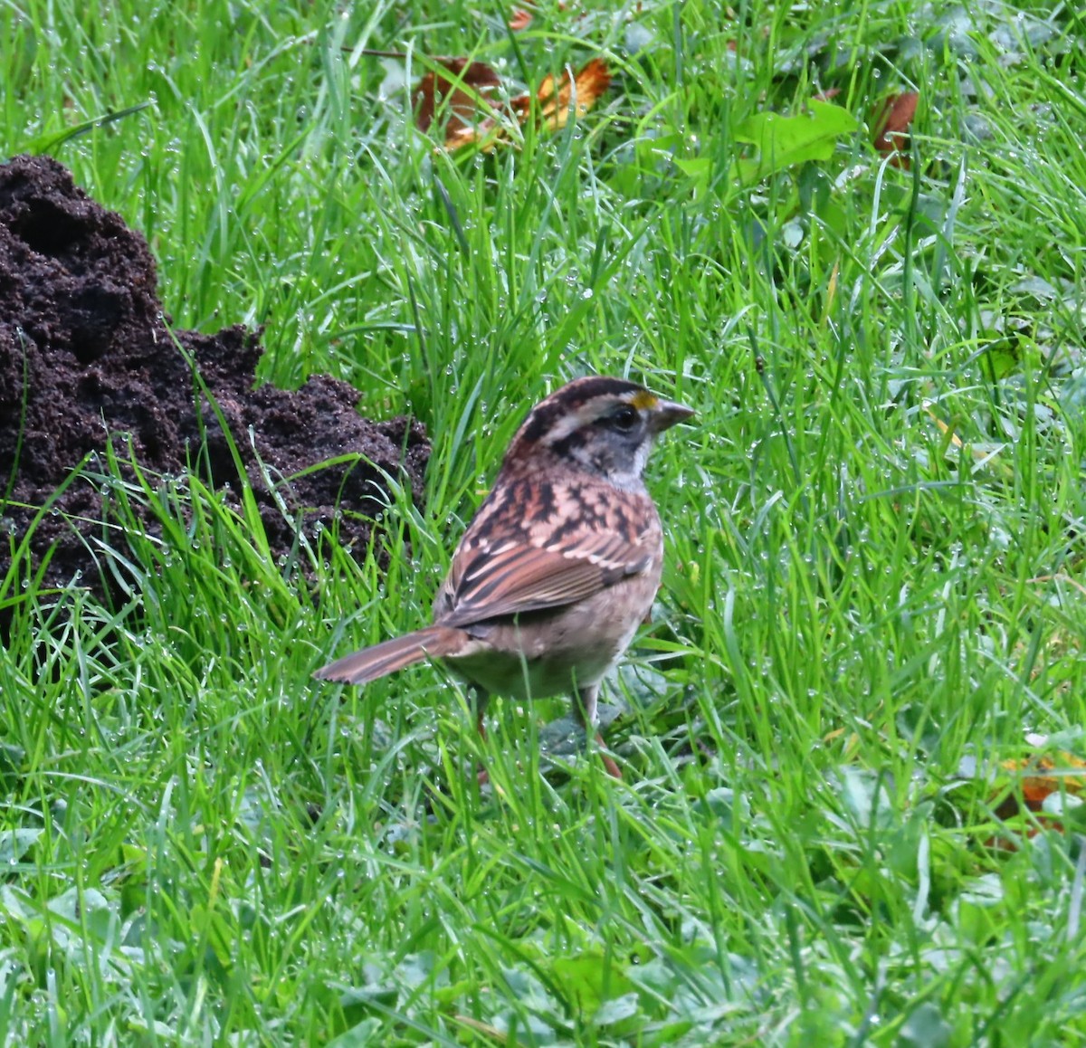 White-throated Sparrow - ML642921644