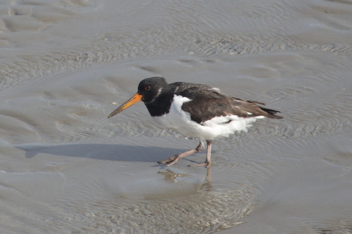 Eurasian Oystercatcher - ML642921656