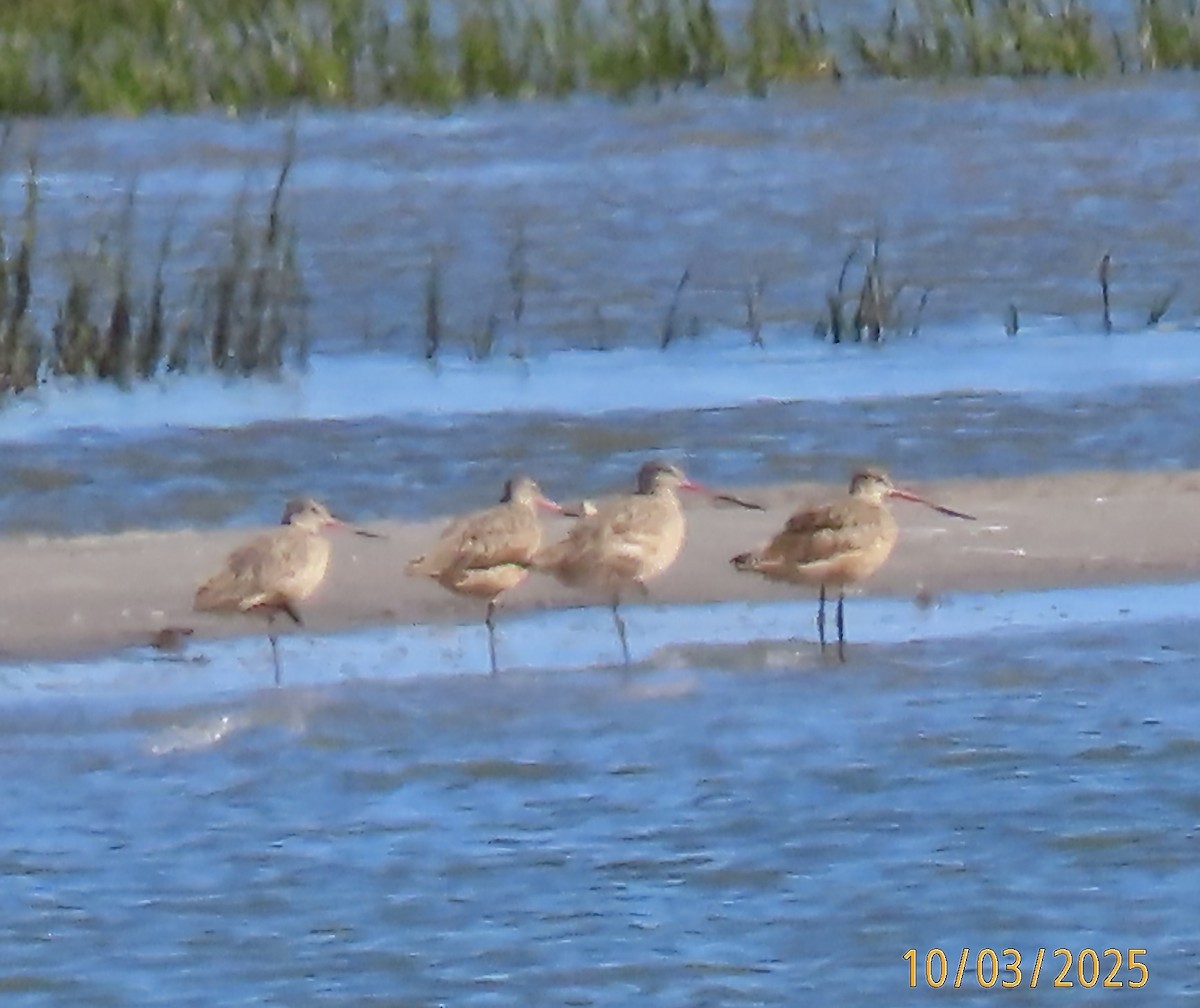 Marbled Godwit - ML642921662