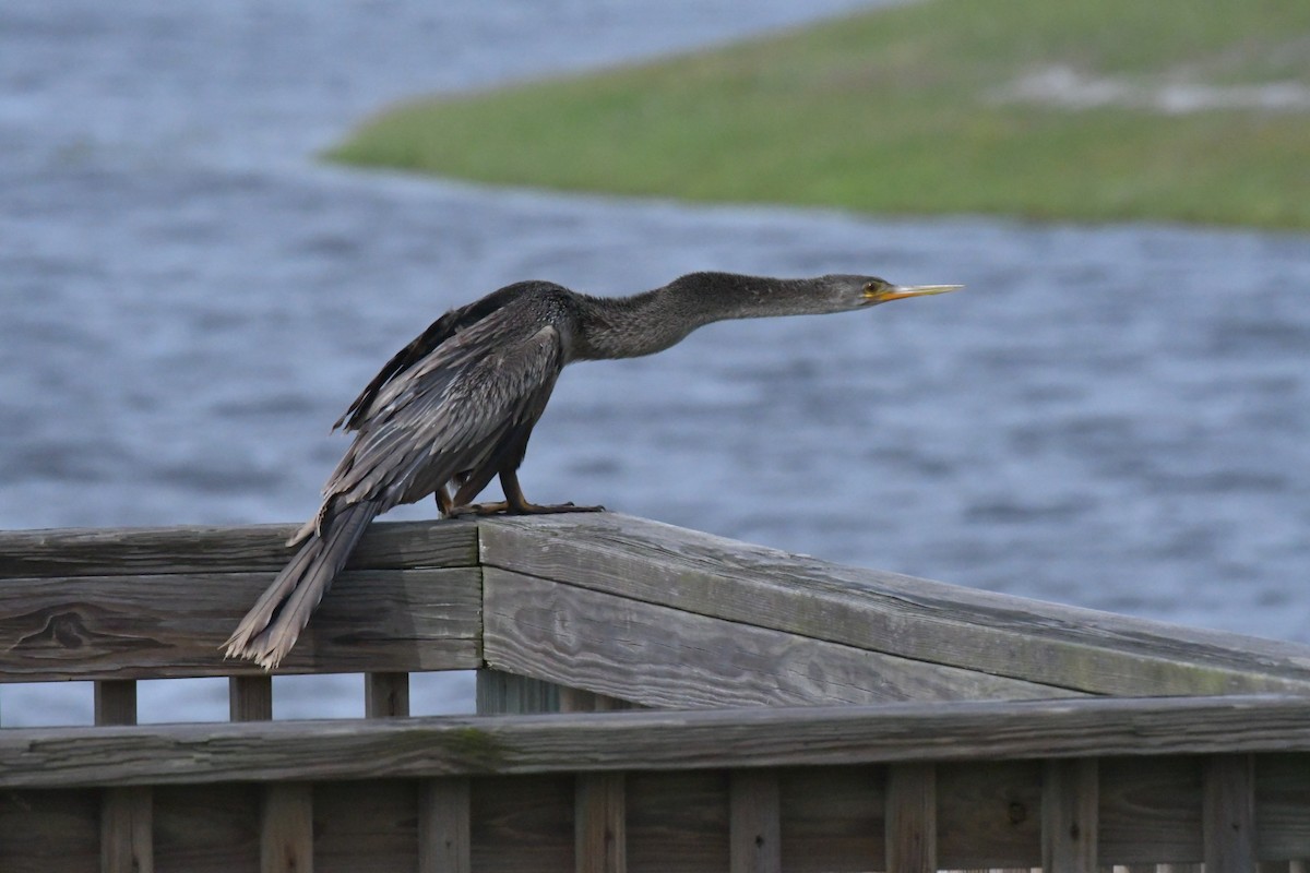 Anhinga - ML642921670