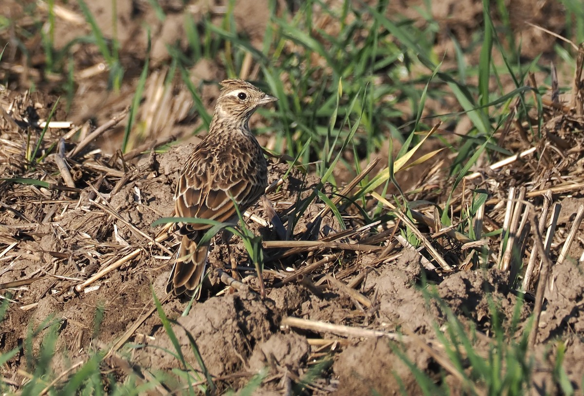 Eurasian Skylark - ML642921672