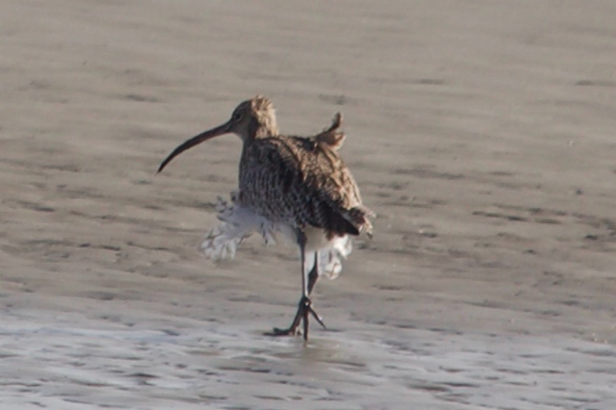 Eurasian Curlew - ML642921673