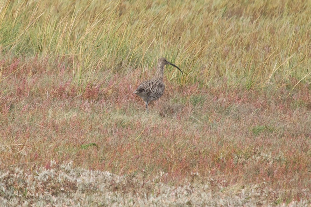 Eurasian Curlew - ML642921674