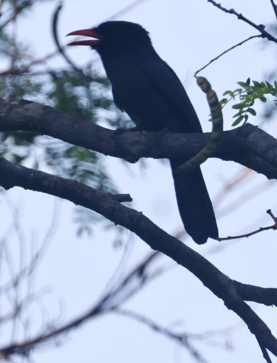 Black-fronted Nunbird - ML642921677