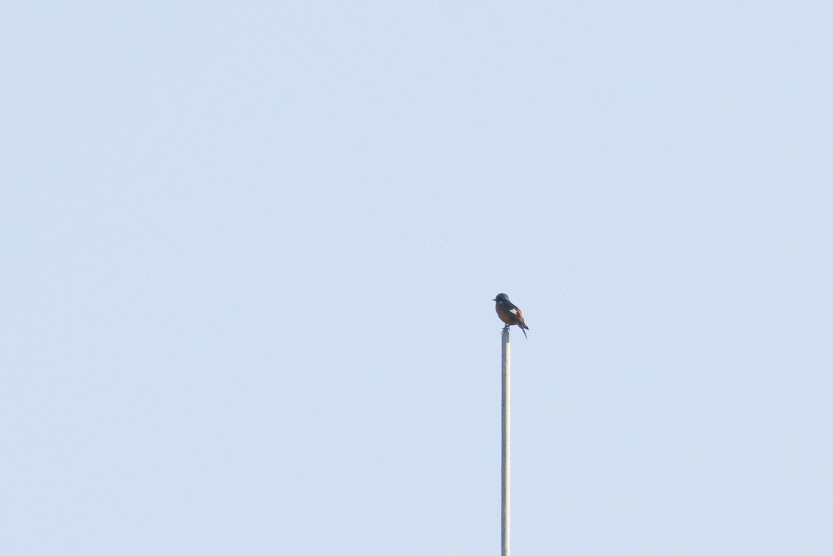 Blaukopfrötel - ML642921682