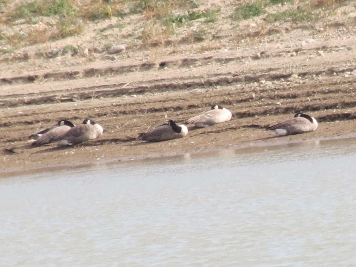 Canada Goose - ML642921684