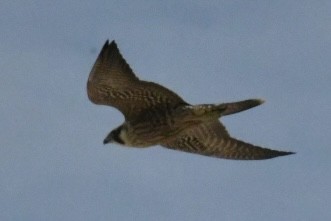 Peregrine Falcon - ML642921690