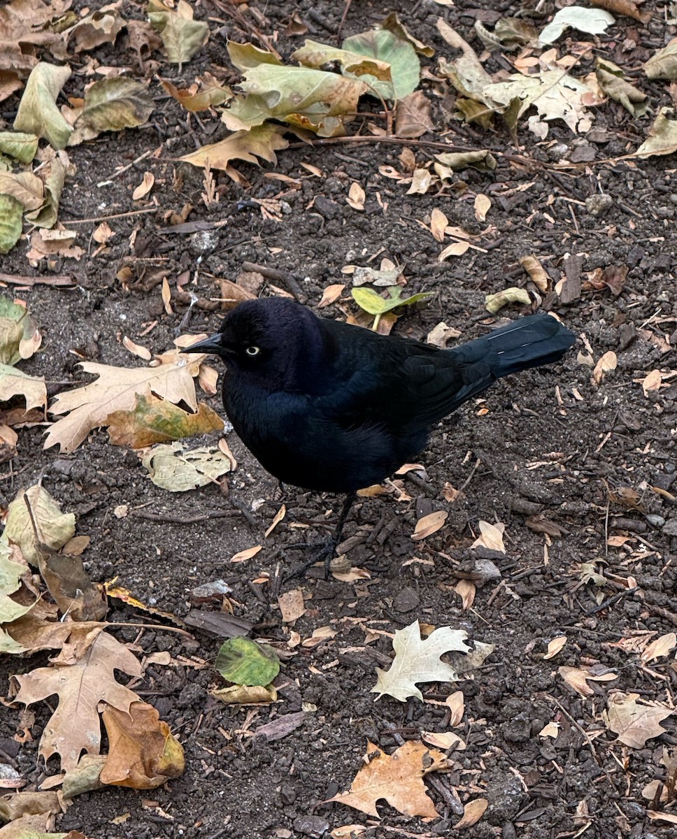 Brewer's Blackbird - ML642921695