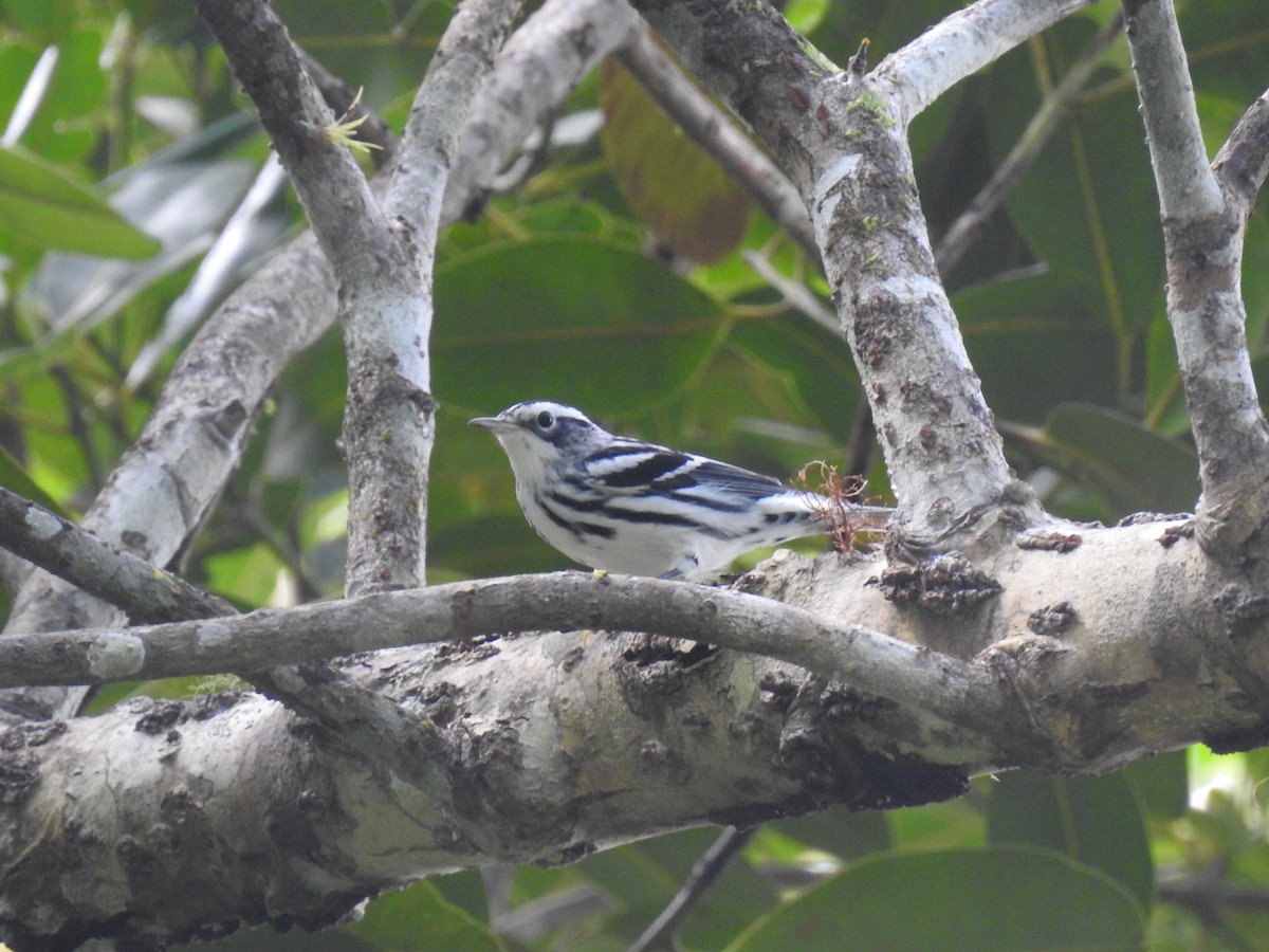 Black-and-white Warbler - ML642921698