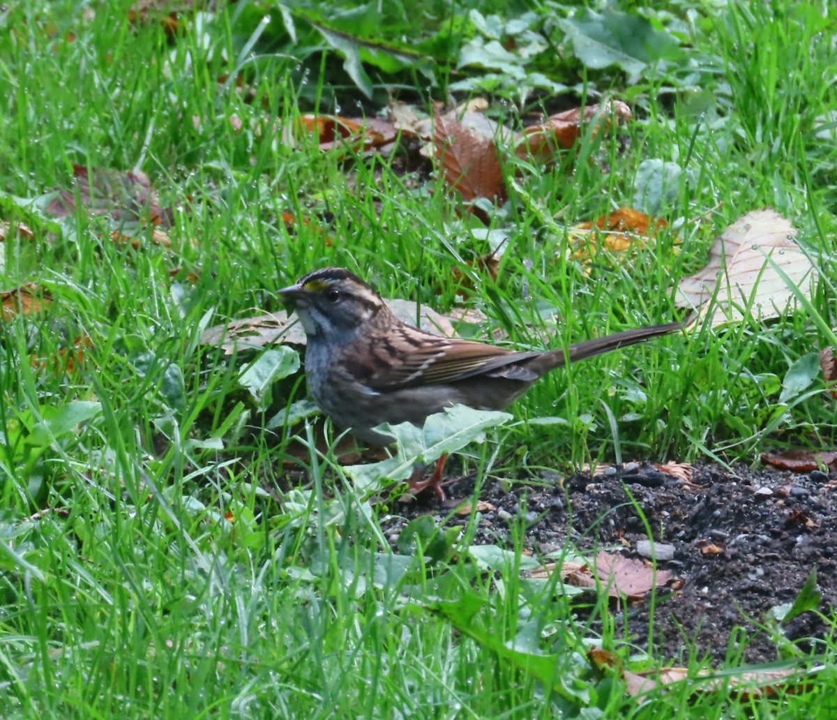 White-throated Sparrow - ML642921703