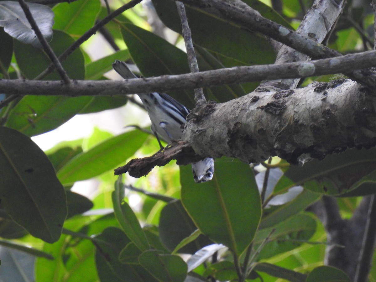Black-and-white Warbler - ML642921706