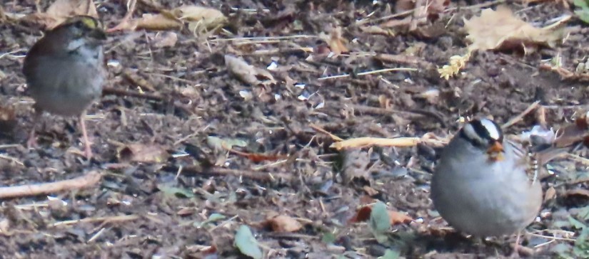 White-crowned Sparrow - ML642921712