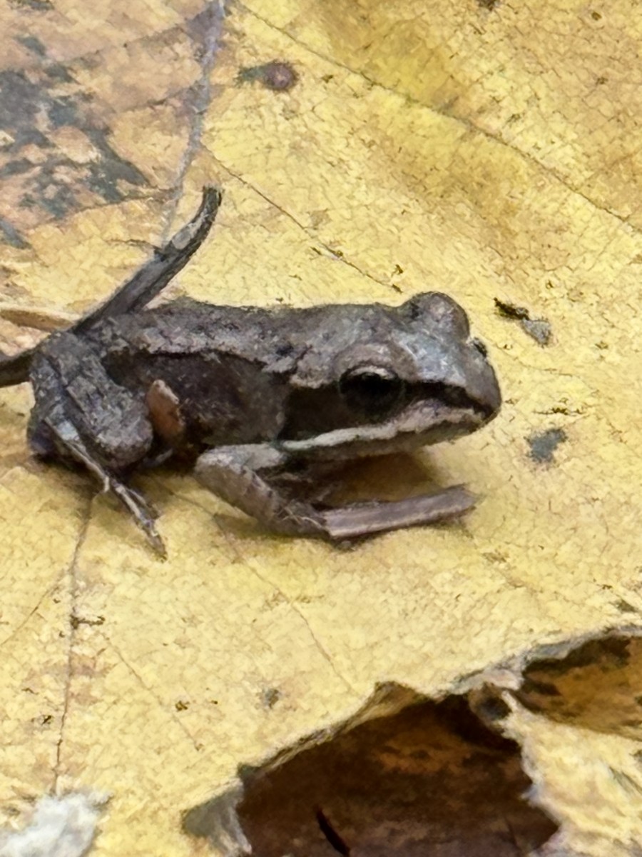 Wood Frog - ML642921713