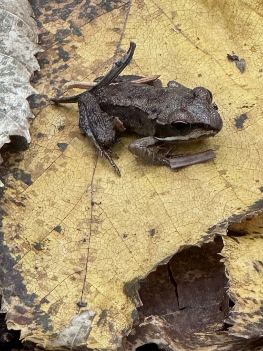 Wood Frog - ML642921714