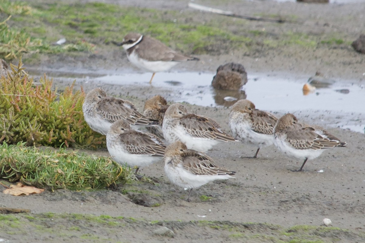 Dunlin - ML642921715