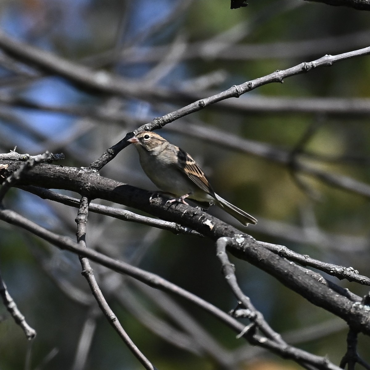 Chipping Sparrow - ML642921716