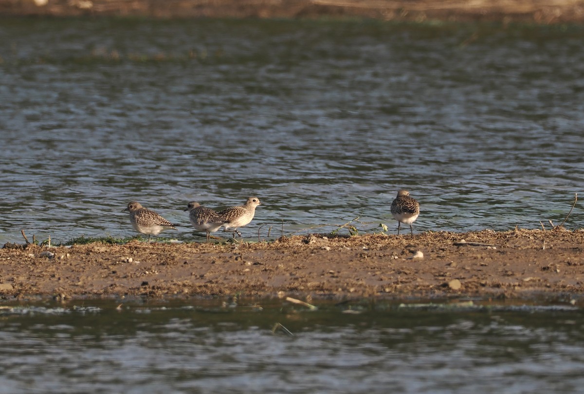 Black-bellied Plover - ML642921717