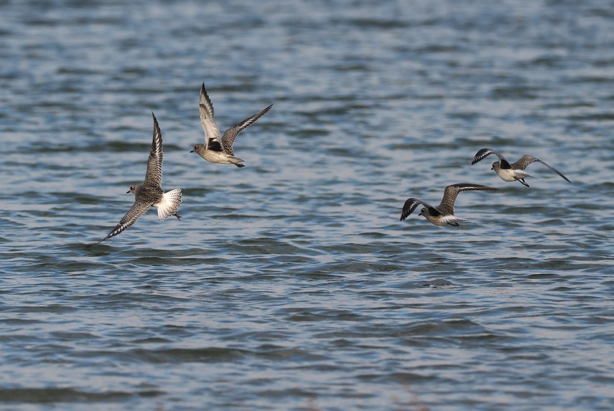 Black-bellied Plover - ML642921718