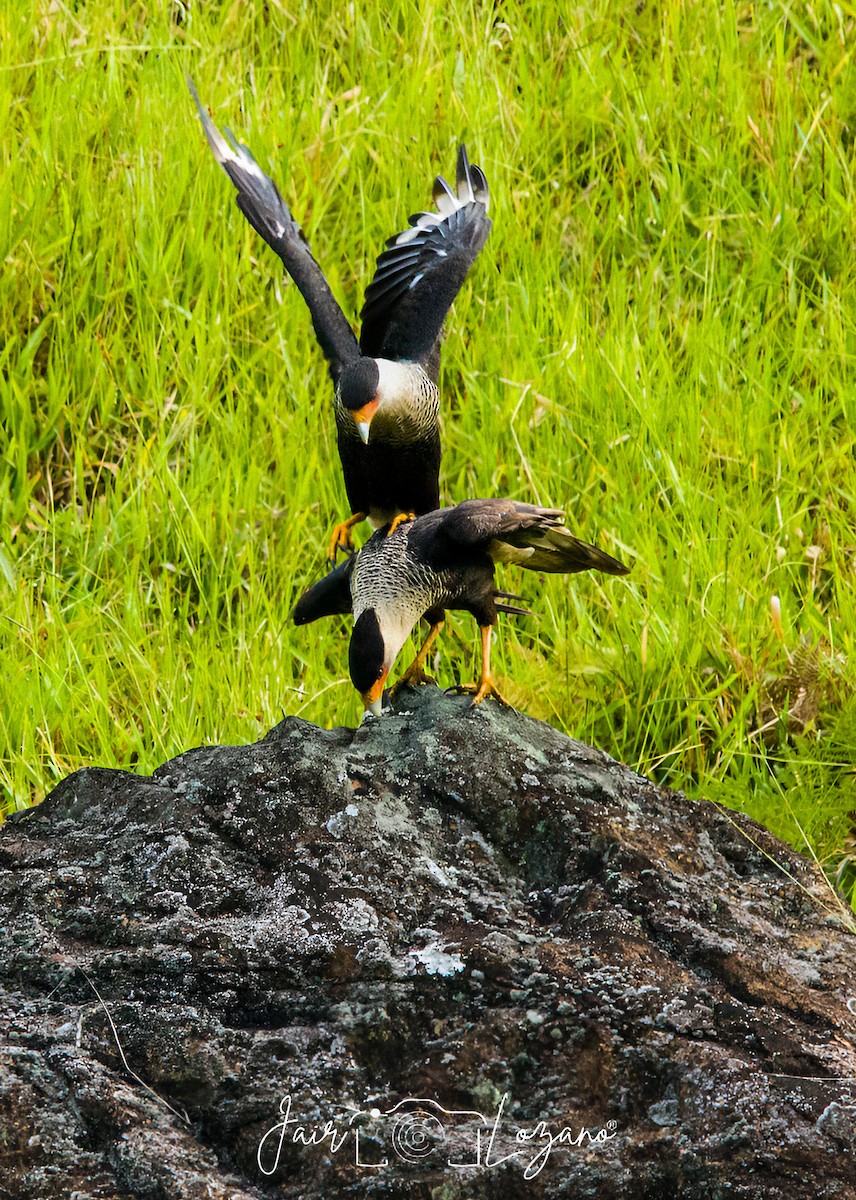 Crested Caracara (Northern) - ML642921719